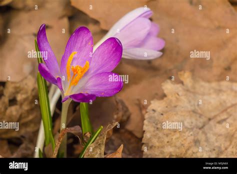 crocuses pronunciation|crocus plural oxford dictionary.